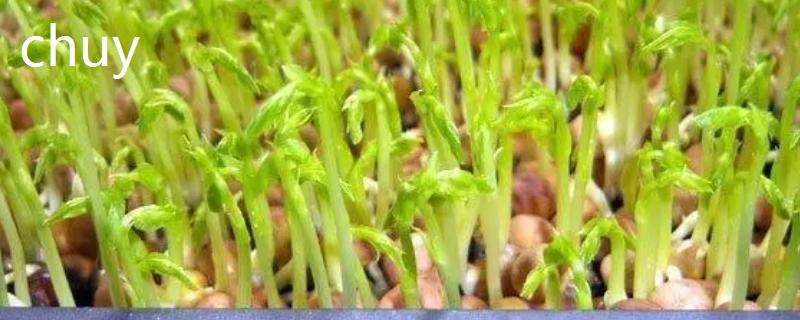 怎么种花生苗，首先选择当年产新种