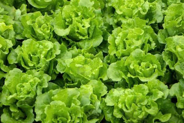 蔬菜存放的最佳温度，食用菌类适宜放在0℃左右的环境中保存