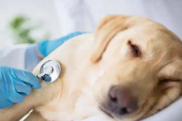 犬瘟的症状，常表现为咳嗽、流脓鼻涕、眼屎较多