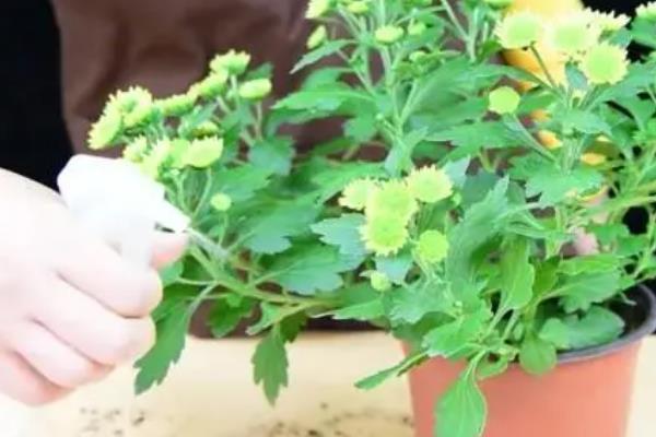 菊花黑斑病怎么防治，可喷施代森锌等药物