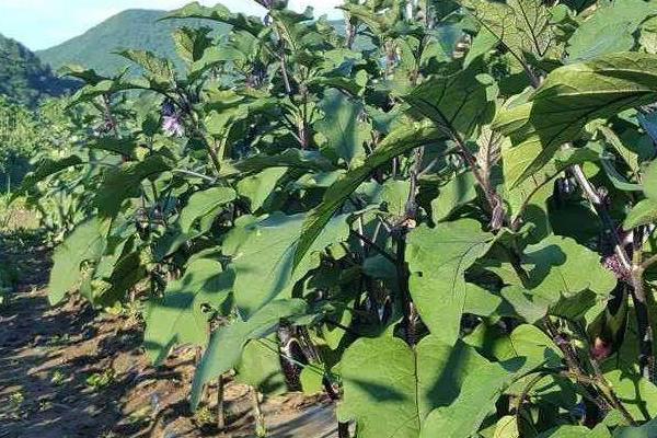 怎样种茄子才能高产，最好在5-6月份进行种植