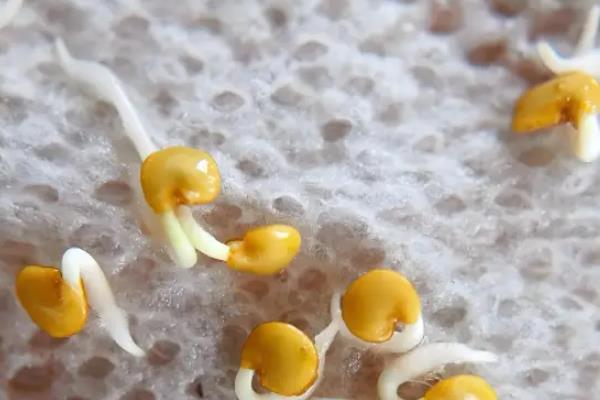 怎样种茄子才能高产，最好在5-6月份进行种植