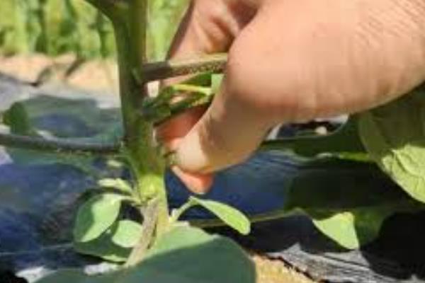 怎样种茄子才能高产，最好在5-6月份进行种植