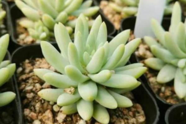 塔洛克多肉能喷水吗，环境和盆土呈现干燥现象时可喷水