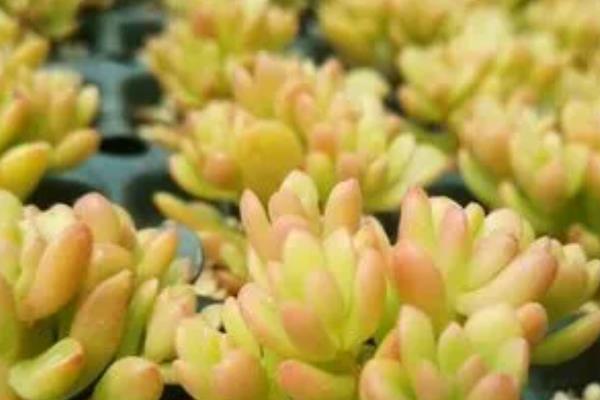 塔洛克多肉能喷水吗，环境和盆土呈现干燥现象时可喷水