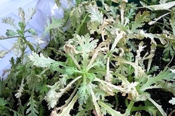 茼蒿炭疽病怎么防治，生长阶段喷施壮茎灵可增强抗病性