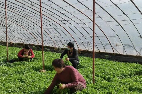茼蒿炭疽病怎么防治，生长阶段喷施壮茎灵可增强抗病性