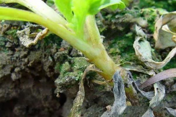 茼蒿炭疽病怎么防治，生长阶段喷施壮茎灵可增强抗病性