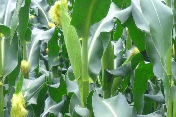 沈甜6号玉米种子介绍，辽宁省春播生育期79天左右