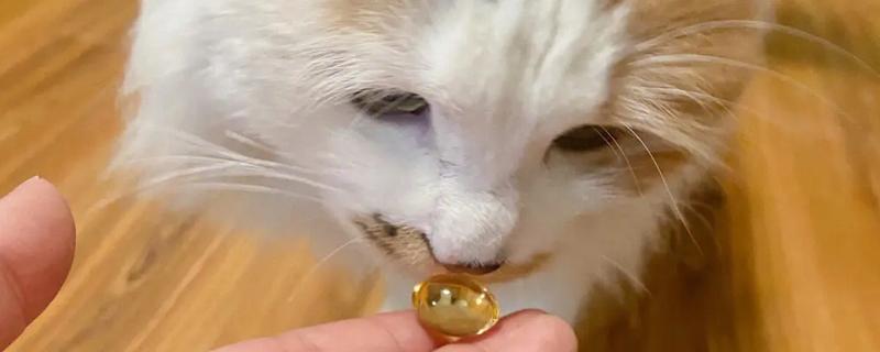 猫吃鱼油的作用，可以促进宠物的毛发健康