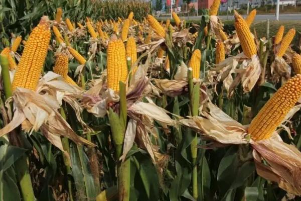 苏玉糯11号玉米种子特点，注意防治矮花叶病