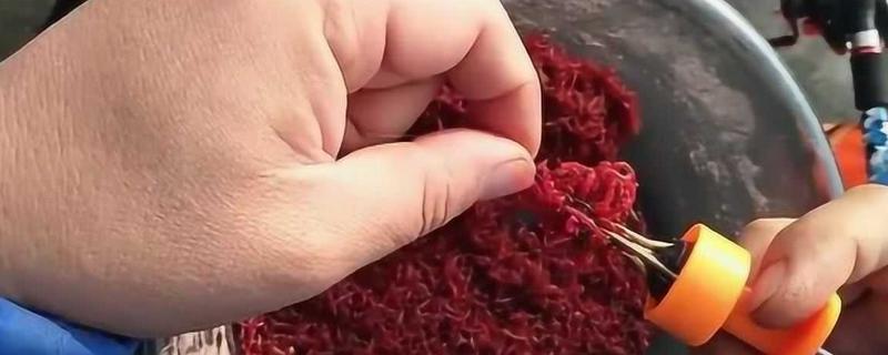 用红虫钓鱼如何调漂，第一步是重铅找底