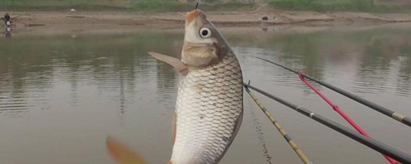 春天钓鲤鱼适合用哪种饵料，初春可以使用蚯蚓等荤饵