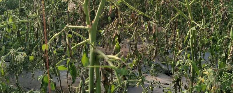 棚菜病虫害不用药剂的防治方法，要及时拔除棚内病株或摘除病叶