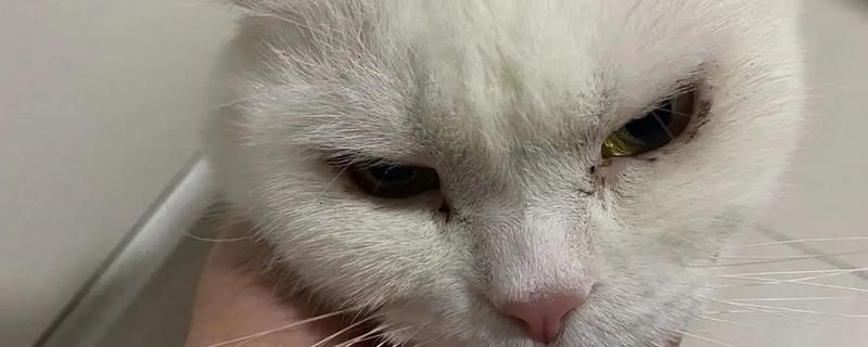 猫咪眼屎多如何处理，需要先找出原因再对症治疗