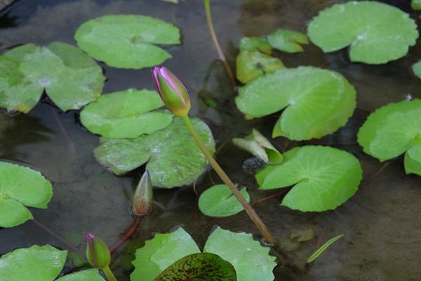 荷花生长时要经历哪些阶段，主要分为萌芽期、幼苗期、立叶期等6个时期