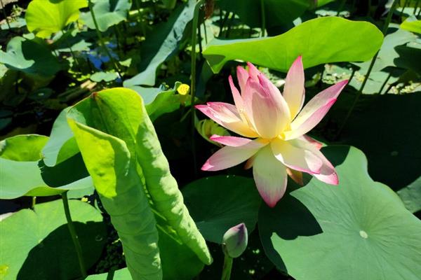 荷花生长时要经历哪些阶段，主要分为萌芽期、幼苗期、立叶期等6个时期