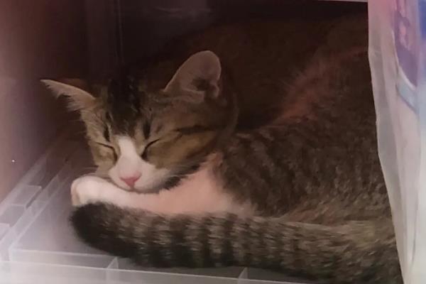 猫饭海带粉怎么做，将干海带打成粉再添加到猫饭中