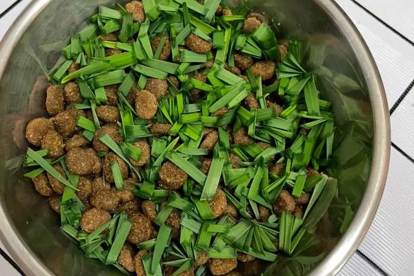 猫饭海带粉怎么做，将干海带打成粉再添加到猫饭中