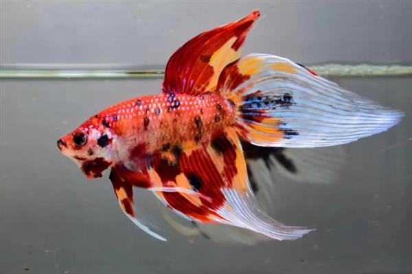 马尾斗鱼的寿命，正常寿命大约为3-5年