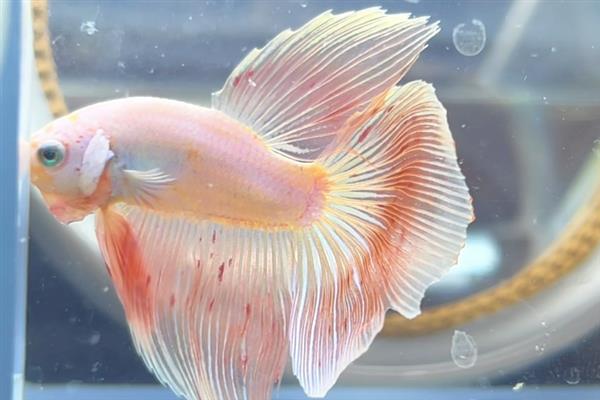马尾斗鱼的寿命，正常寿命大约为3-5年