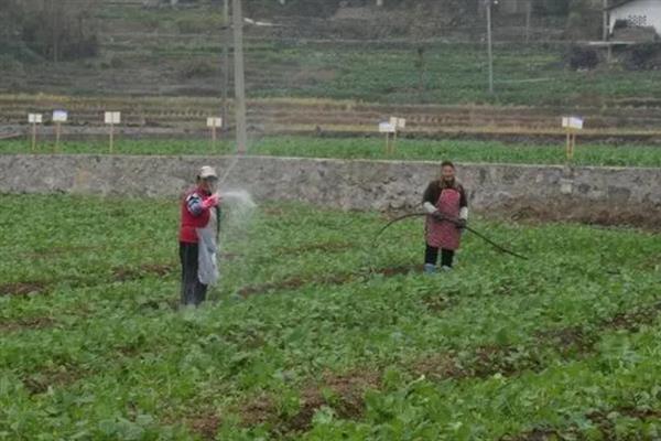 培育油菜壮苗的要素，播种后要时常浇水保湿