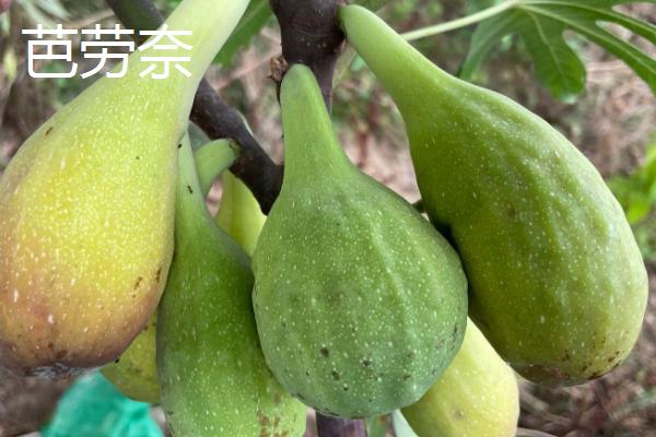 适合在家种植的无花果品种，常见的有日本紫果、青皮、波姬红等
