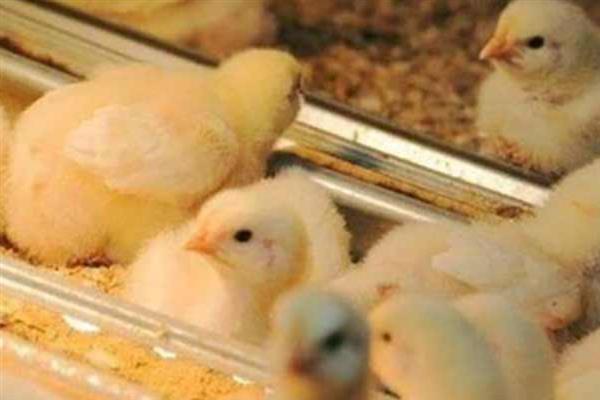 小鸡养几个月可以吃，通常需要根据养殖方式而定