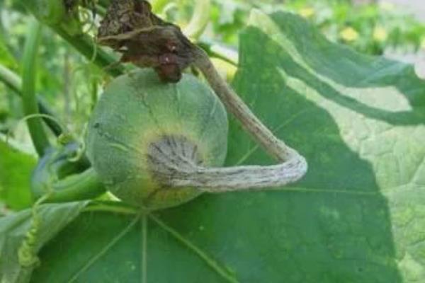 怎样种植丝瓜，选择深盆种植为佳