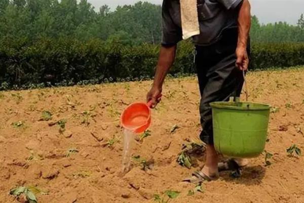 红薯地下害虫如何防治，常见害虫为地老虎、蛴螬、蝼蛄等