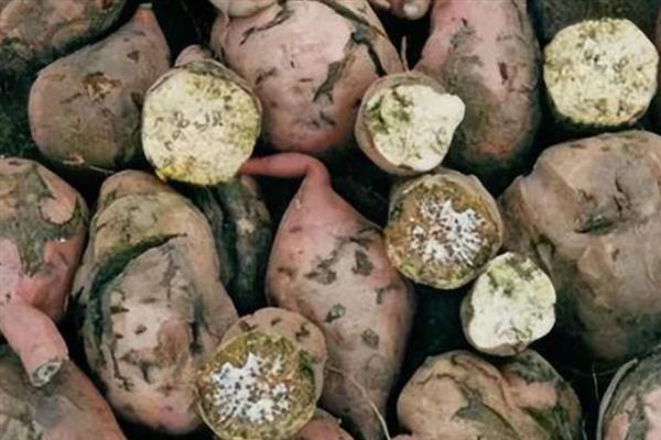 红薯地下害虫如何防治，常见害虫为地老虎、蛴螬、蝼蛄等