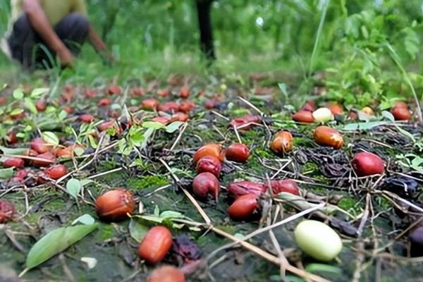 陕北大枣的特点是什么，以油性大、色红、味醇且酸甜为主