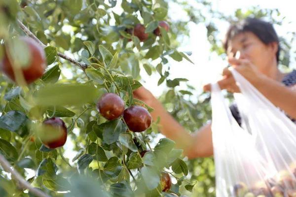 陕北大枣的特点是什么，以油性大、色红、味醇且酸甜为主
