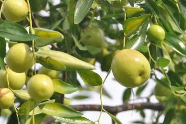 陕北大枣的特点是什么，以油性大、色红、味醇且酸甜为主