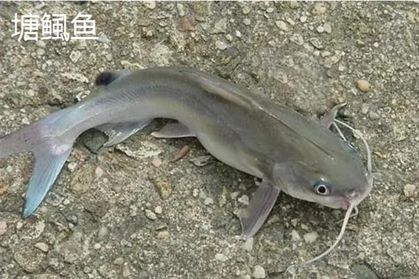 凶猛淡水鱼品种，常见的有哲罗鲑、黑斑狗鱼等