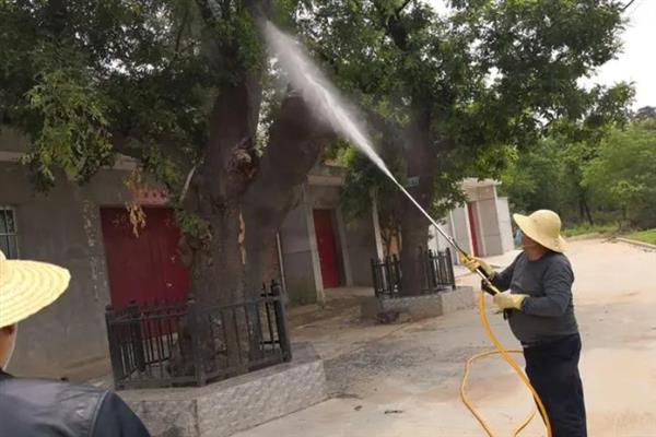 杨梅树种植几年可以结果，通常4-5年即可挂果