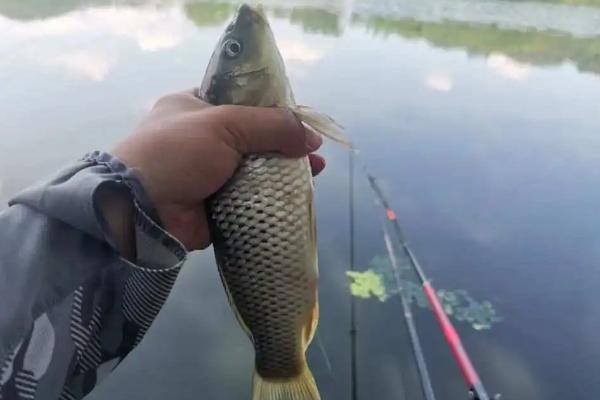 钓鲤鱼用什么鱼钩，可选择伊势尼钩、伊豆钩等