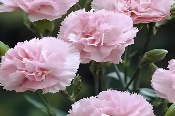 哪些花卉适合送给医生，百合、康乃馨、向日葵等品种均可赠送