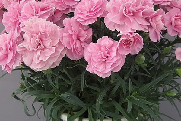 哪些花卉适合送给医生，百合、康乃馨、向日葵等品种均可赠送