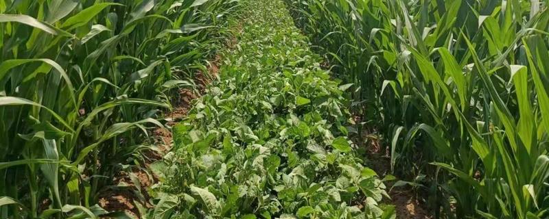 ZX113玉米种子特点，适宜播种期一般4月末至5月初