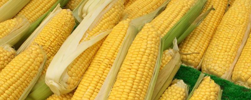 久连登3玉米种子特征特性，适宜播种期4月下旬～5月上旬