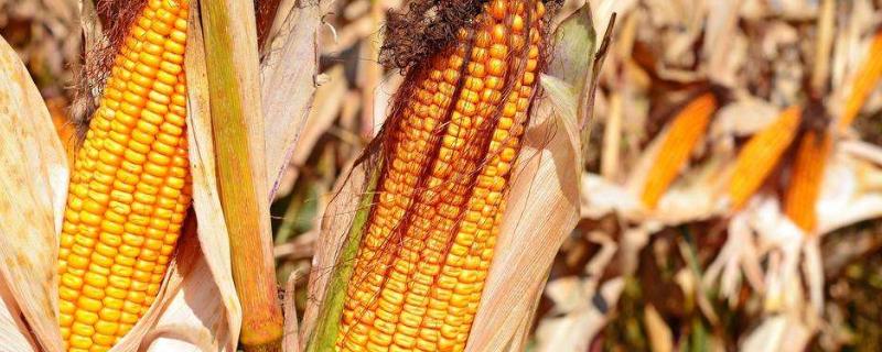 中邦398玉米种子特征特性,出苗至成熟127天