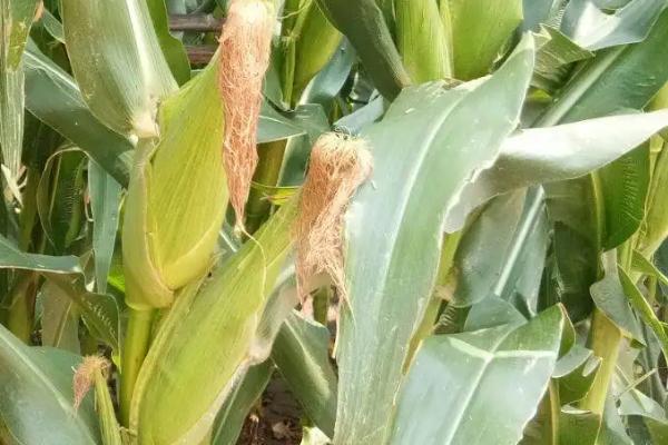 中邦398玉米种子特征特性，出苗至成熟127天