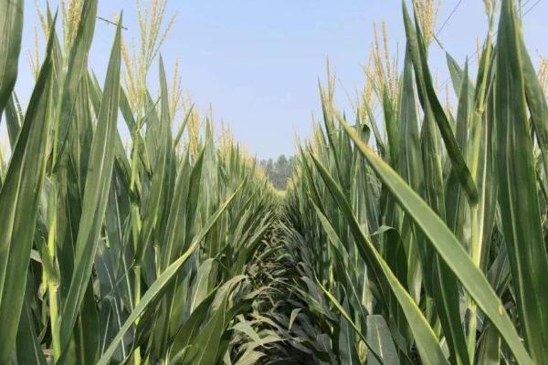 润民2416玉米种子特点，4月下旬至5月上旬播种