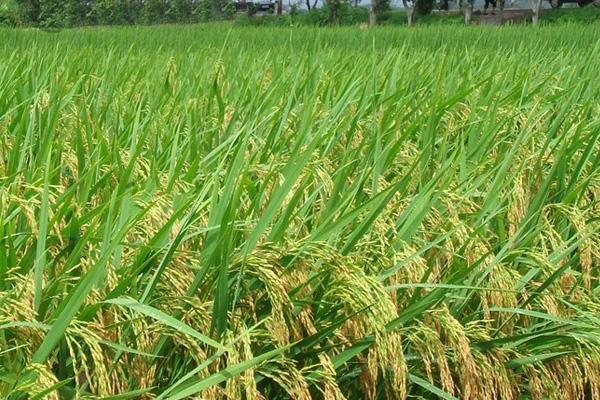 新科778水稻品种简介，每亩有效穗数22.6万穗