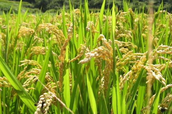 农粳5号水稻品种的特性，普通粳稻品种
