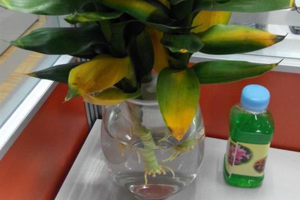 富贵竹的修剪方法，剪除弱芽、多余芽、高竹芽