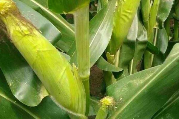 华良白甜糯2号玉米种子特征特性，中抗矮花叶病