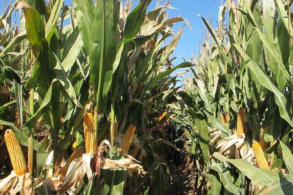 邦玉668玉米种子特点，夏播生育期106天