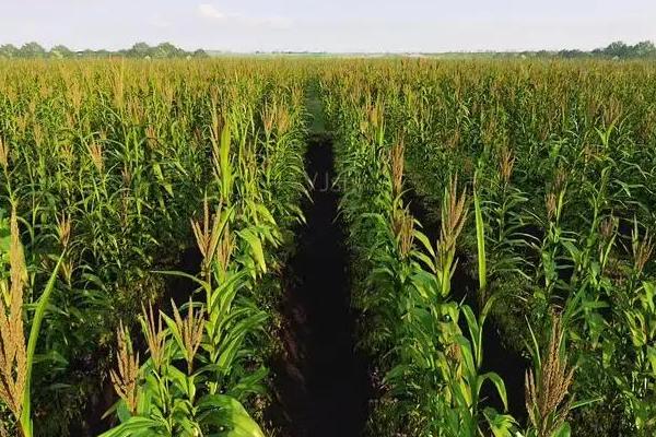 爱瑞特7943玉米品种的特性，适宜密度4500株/亩左右